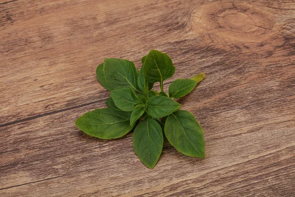 Aroma Seasoning Green Basil Leaves Branch — Stock Photo, Image
