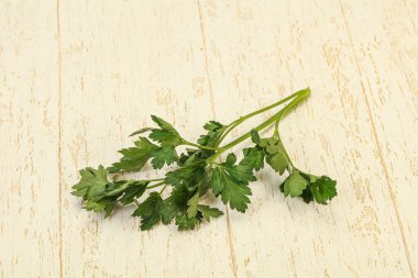 Aroma Green taze maydanoz dalı bitkisi