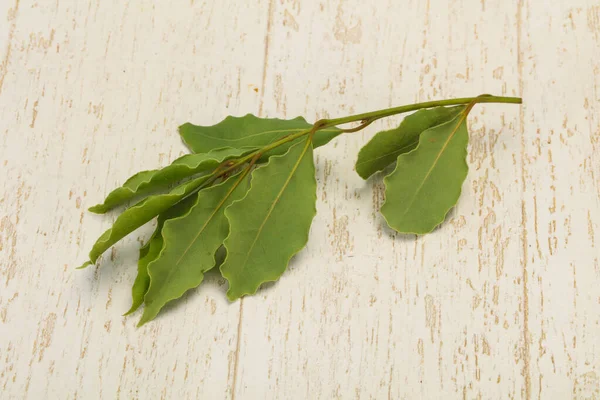 Groene Laurierbladeren Tak Koken — Stockfoto