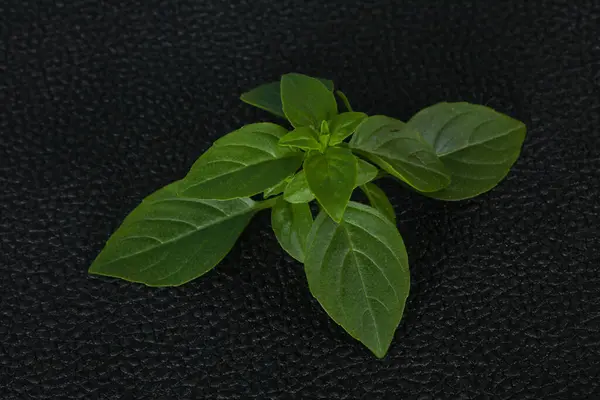 Taze Yeşil Fesleğen Yaprakları Pişirmek Için Bitki — Stok fotoğraf