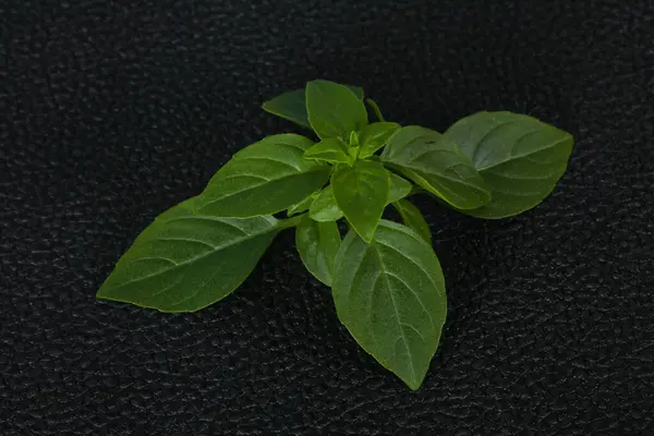 Färska Gröna Basilika Blad Ört För Matlagning — Stockfoto