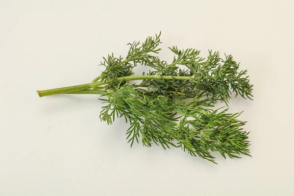 Aroma Kruiden Green Dill Tak Achtergrond — Stockfoto