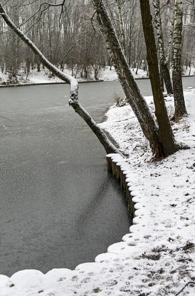 The shore of the pond, covered with the first thin ice. Late autumn, the end of November. Forest park in Moscow, Russia.