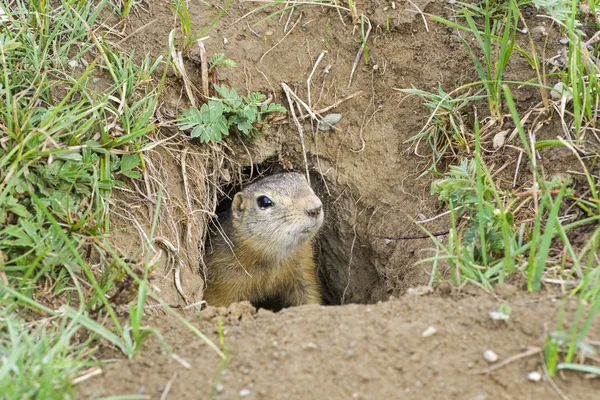 A curious ground squirrel (Spermophilus undulatus) looks out of the hole. The valley of the river Chuya, Alta, Siberia, Russiai.