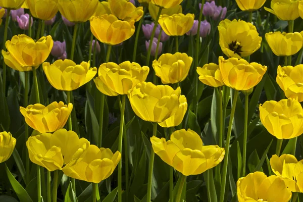 Tulipa of the Mystic Garant