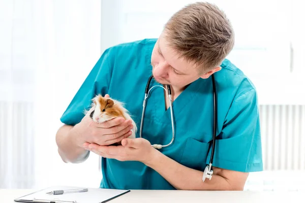 Veteriner veteriner veteriner ofisinde kobay faresi muayene ediyor. — Stok fotoğraf