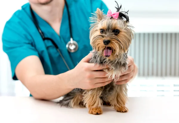 Veterinário mãos segurando Yorkshire Terrier cão na mesa de exame — Fotografia de Stock