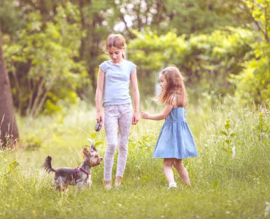 Küçük Yorkshire terier güneşli gün ile oynayan iki kız kardeş