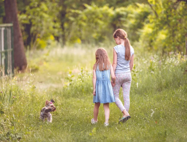 Küçük Yorkshire terier güneşli gün ile oynayan iki kız kardeş