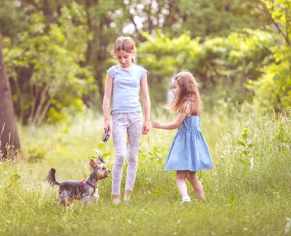 Küçük Yorkshire terier güneşli gün ile oynayan iki kız kardeş