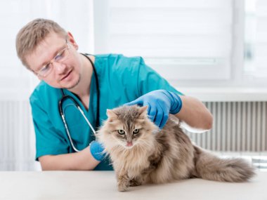 Veteriner veteriner ofisinde bir kedi düzenli onay telafi