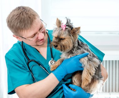 Veteriner holding köpek veteriner kliniğinde ellerinde