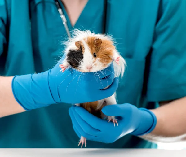 Médico veterinario con conejillo de indias en las manos — Foto de Stock