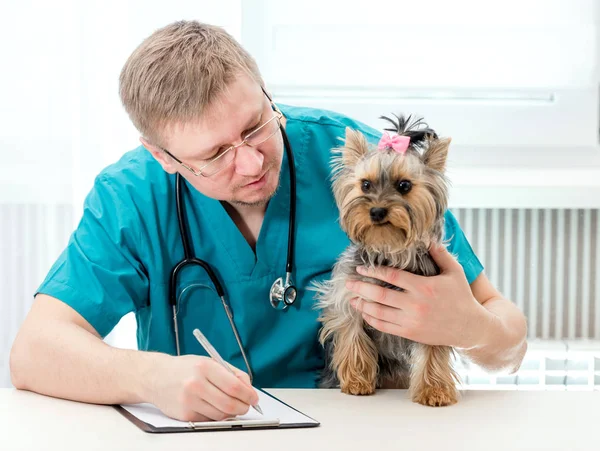 Veterinarian holding dog on hands at vet clinic — Stock Photo, Image