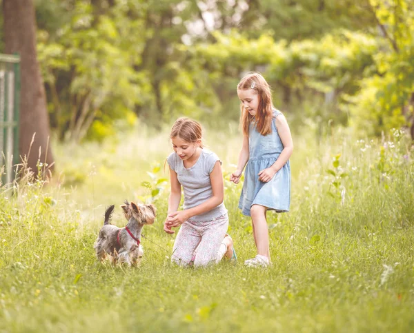 Dos hermanas jugando con el pequeño Yorkshire terier día soleado —  Fotos de Stock