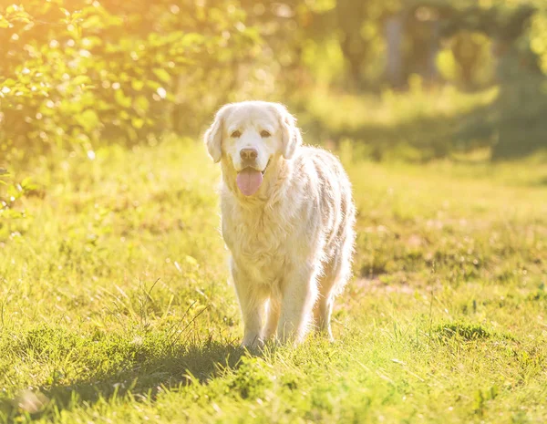 Prairie golden retriever — Photo