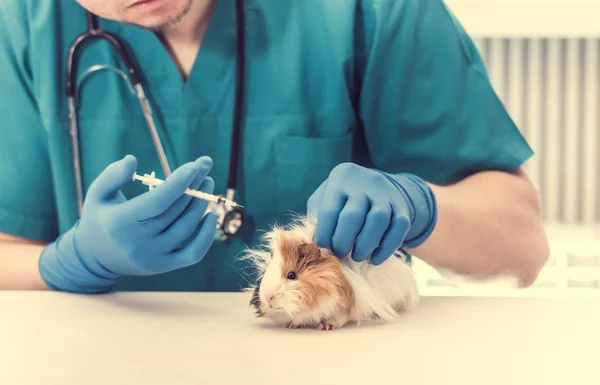 Lekarz weterynarii, trzymając strzykawkę do leczenia świnki morskiej — Zdjęcie stockowe