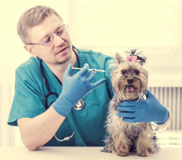 Veterinário dando uma injeção para Yorkshire Terrier cão — Fotografia de Stock