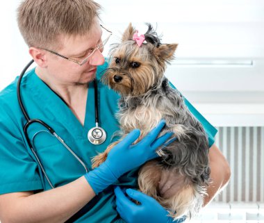 Veteriner holding köpek veteriner kliniğinde ellerinde