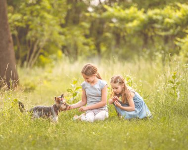 Küçük Yorkshire terier güneşli gün ile oynayan iki kız kardeş