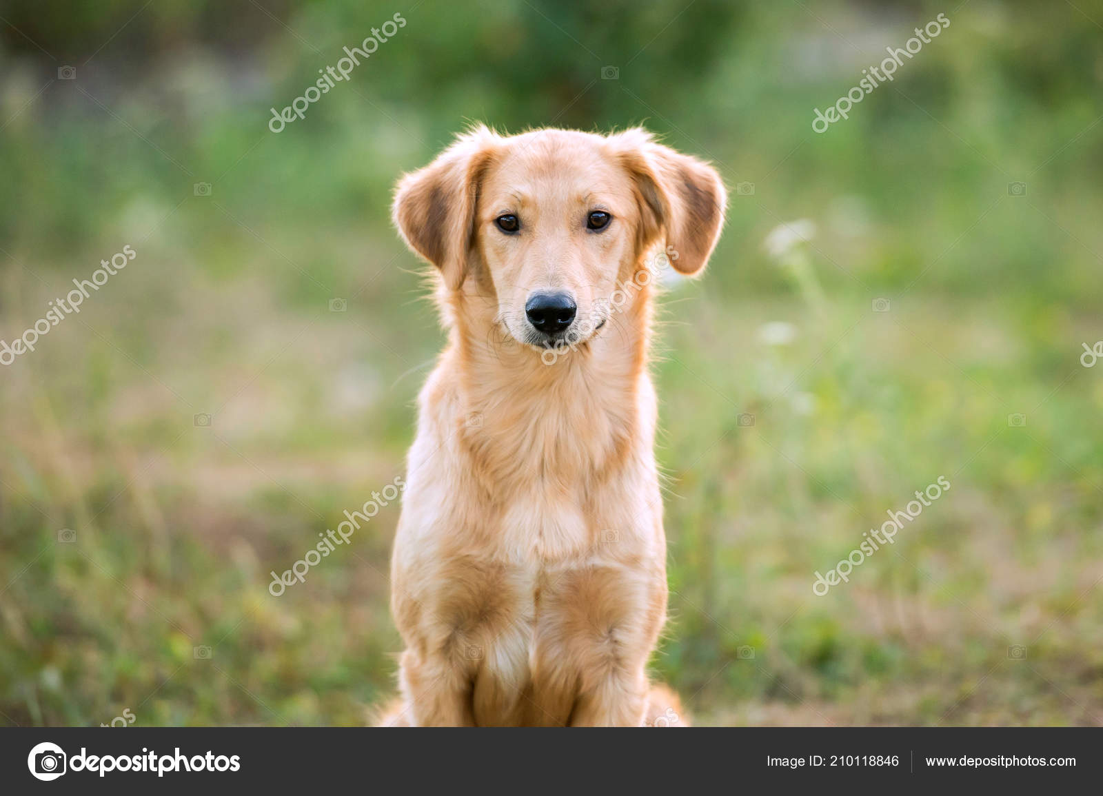 golden retriever pedigree