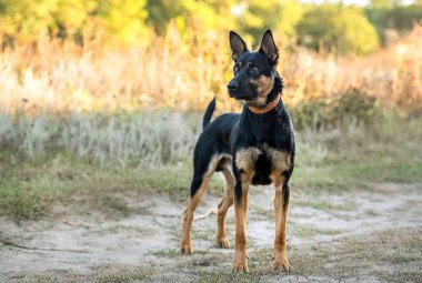 Sigara safkan köpek çim