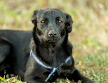 Sigara safkan köpek çim