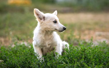 Sigara safkan köpek çim