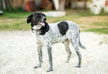 Sigara safkan köpek çim