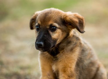 çimenlerin üzerinde oturan melez köpek yavrusu