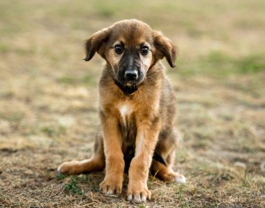 çimenlerin üzerinde oturan melez köpek yavrusu