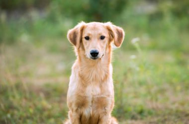 Sigara safkan köpek çim