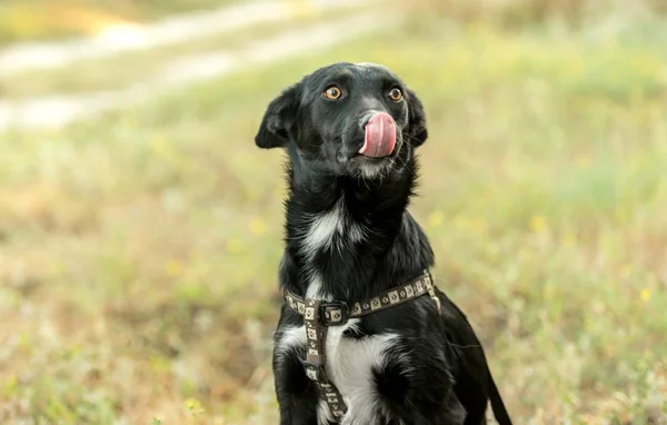 Неродословная собака на траве — стоковое фото
