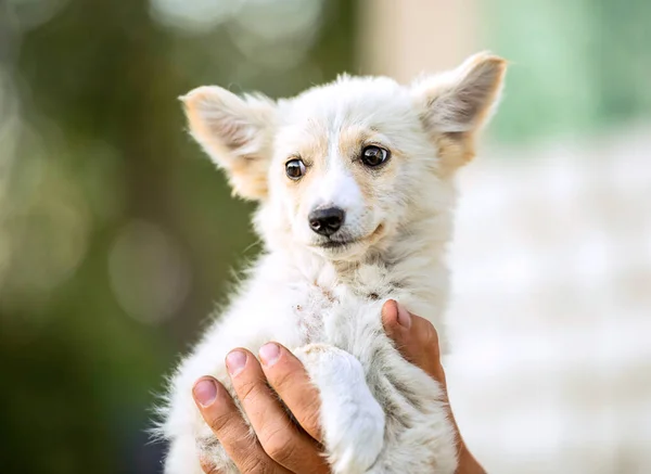 Mongrel white puppy — Stock Photo, Image