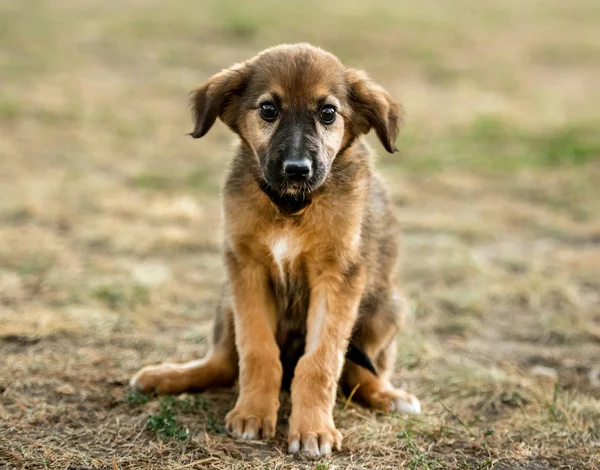 Mongrel puppy sitting on grass — Stock Photo, Image