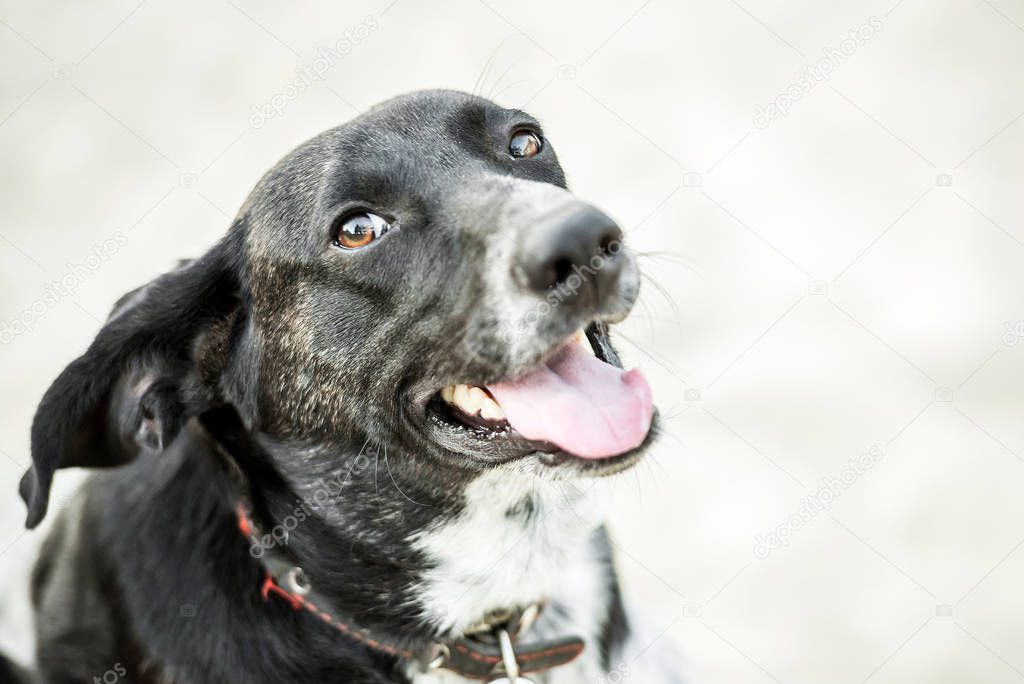 portrait of a mongrel dog