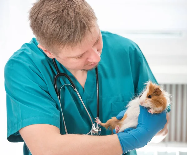 Veterinär som undersöker marsvin på veterinärkontoret — Stockfoto