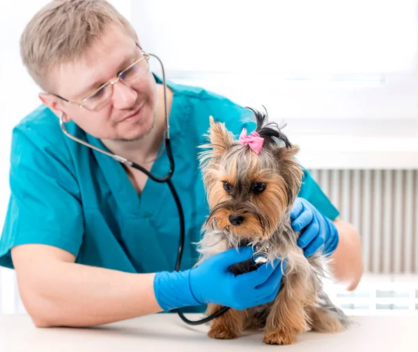 Vétérinaire examinant Yorkshire Terrier chien avec stéthoscope — Photo