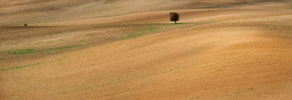 Eenzame boom op ruime Moravische Tsjechische fied — Stockfoto