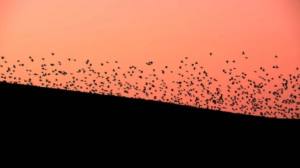 Grande stormo di uccelli in Moravia — Foto Stock