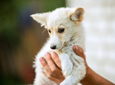 melez köpek sahibini ellerini üstüne oturuyor