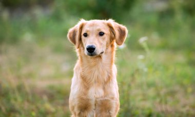 Sigara safkan köpek çim
