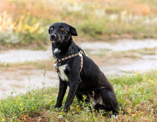 Cane non pedigree sull'erba — Foto Stock