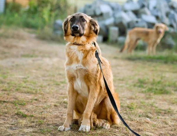 Icke-stamtavla hund på gräset — Stockfoto