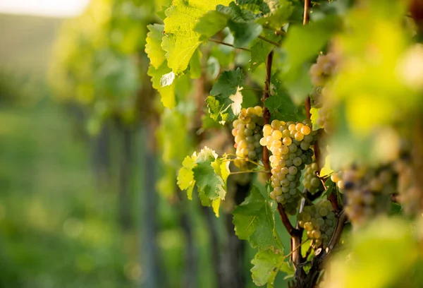 Racimos de uvas de color verde claro en la plantación de Moravia — Foto de Stock