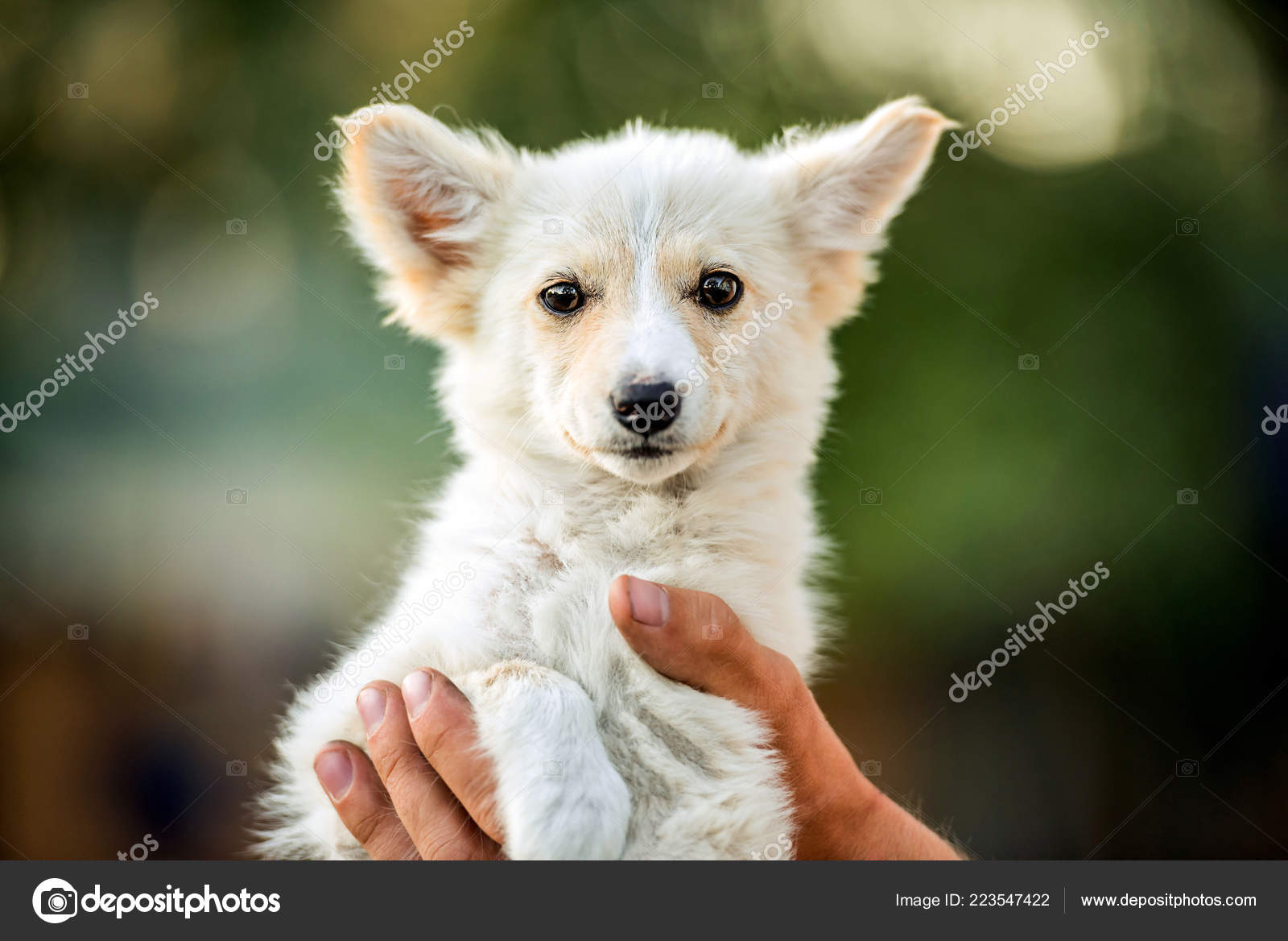 Petit Chien Bâtard Blanc Photographie Tan4ikk 223547422