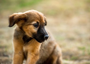 çimenlerin üzerinde oturan melez köpek yavrusu