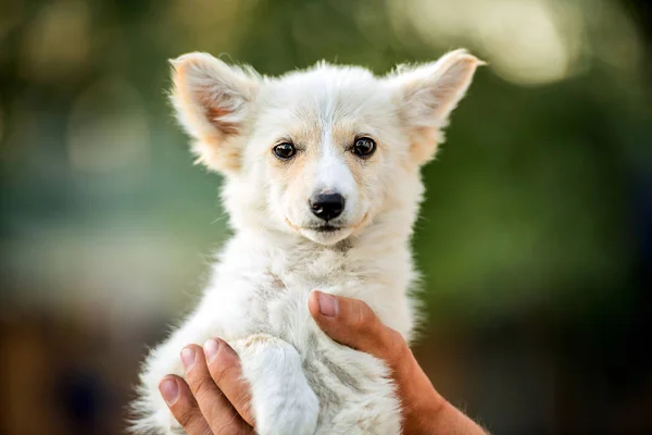 Mongrel white puppy — Stock Photo, Image