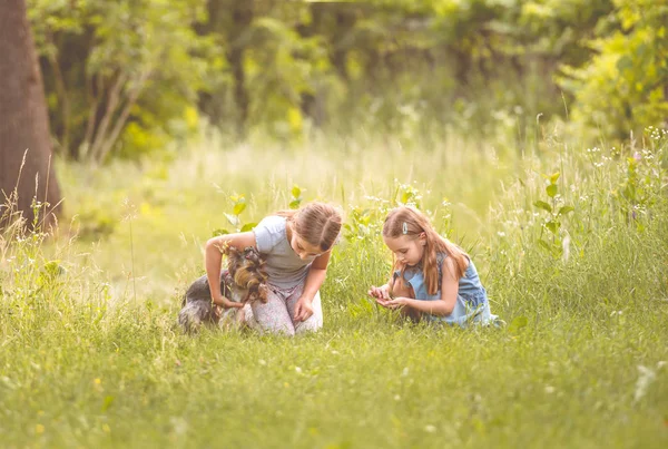 Дві сестри, грати з маленькою Йоркширський terier сонячний день — стокове фото
