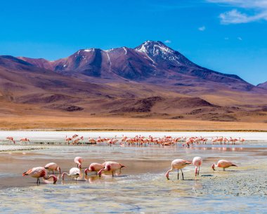 Flamingolar, Colorado lagoon